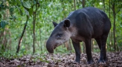 Тапир централ американец